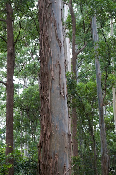 AustraliaEast 10  067